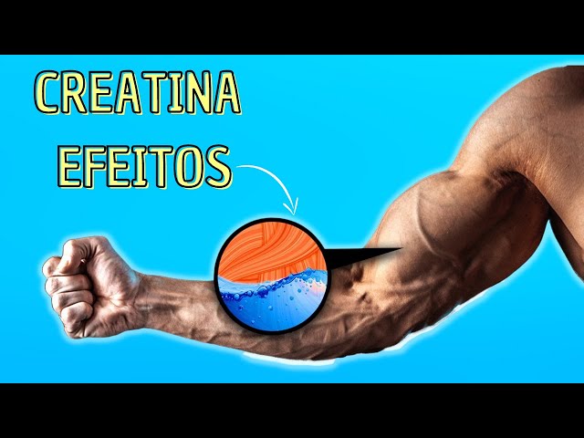 EFEITOS DA CREATINA NO CORPO HUMANO