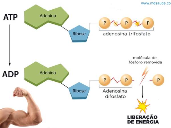 Como a Creatina Age no Corpo Durante o Treino: Entenda o Processo e os&nbsp;Benefícios